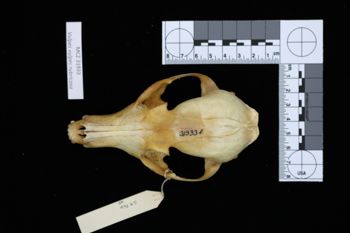 Media type: image;   Mammalogy 31933 Description: Image of skeleton specimen - dorsal view. dorsal view of skull.;